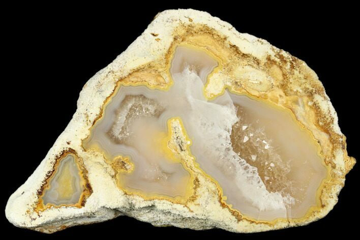 Agatized Fossil Coral Geode - Florida #188000